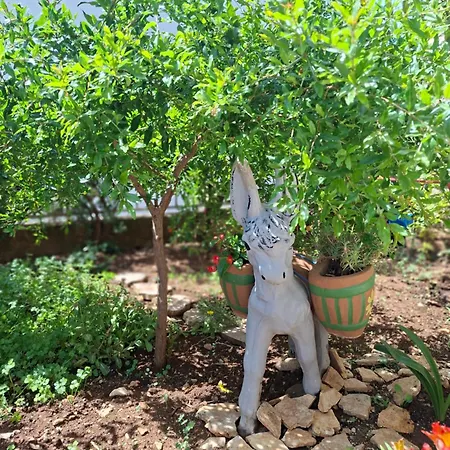 Olive Paradise