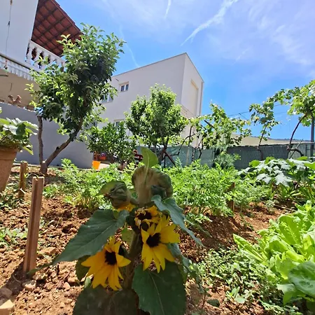 Olive Paradise Apartman